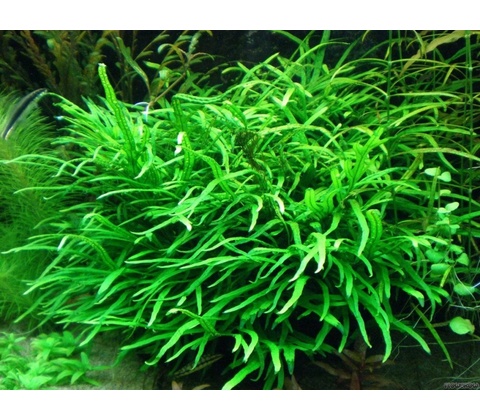 Microsorum trident