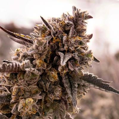 Expert Seeds Gorilla Cookies semena neobsahují THC 3 ks