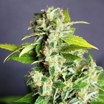 Kannabia Seeds Mikromachine Auto semienka neobsahujú THC 10 ks
