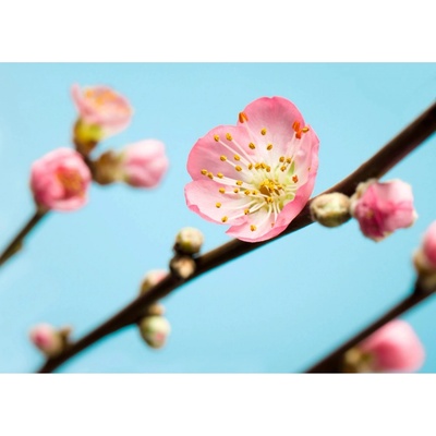 Komar Vliesová fototapeta Peach Blossom rozměry 350 x 250 cm