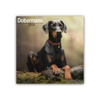 Dobermann 2024 - 16-Monatskalender