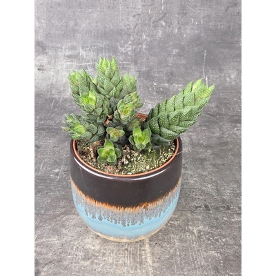 Haworthia Reinwardtii 13 cm