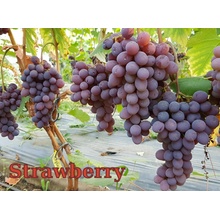Vinič Strawberry Jahoda vrúbľované hrozno na Cober 5BB