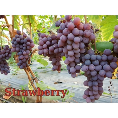 Vinič Strawberry (Jahoda) vrúbľované hrozno na Cober 5BB