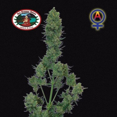 Big Buddha Seeds Blue Cheese Automatic semena neobsahují THC 5 ks