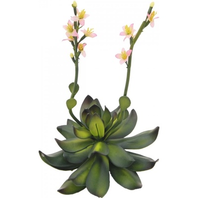 Skalní růže světle růžová, 32 cm