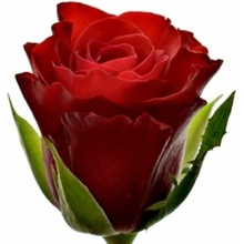 Červená růže SIMPLY RED+ 50 cm (M)