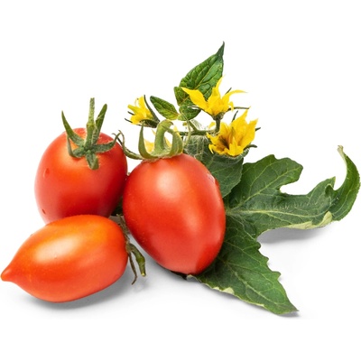 BIO Cherry rajskej pre SMART kvetináče véritable CHERRYRAJ016