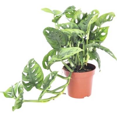 Monstera FloraSelf Monstera adansonii 25-35 cm květináč Ø 12 cm