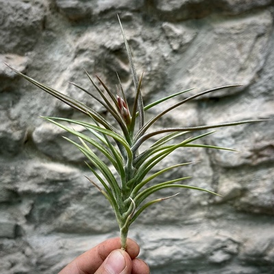 Tillandsia jonesii