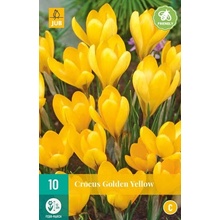 JUB HOLLAND Hlízy krokusu Crocus 'Golden Yellow' - 10 kusů