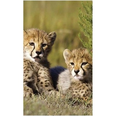 DIMEX ART Флизелинов фототапет гепарди 150 x 250 см