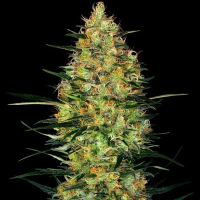 Sensi Seeds Research Caramellow Kush Automatic semienka neobsahujú THC 1 ks