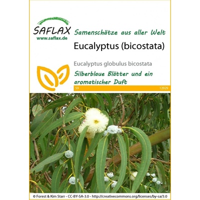 Saflax Eukalyptus bicostata 1 bal.