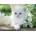 Ravensburger - Puzzle White Kitten - 1 500 piese