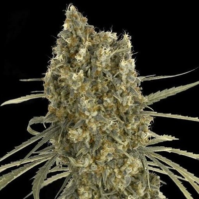 Advanced Seeds AUTO Jack Herer semena neobsahují THC 5 ks
