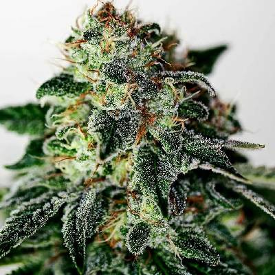 Positronics Mystic Cookie Auto semena neobsahují THC 5 ks
