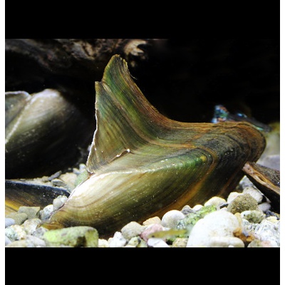 Mušľa žraločia plutva - Hyriopsis bialatus