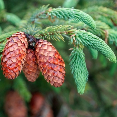 Smrk štětinatý Picea asperata semena smrku 8 ks – Hledejceny.cz