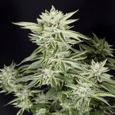 Elev8 Seeds Sherbet S1 semena neobsahují THC 3 ks