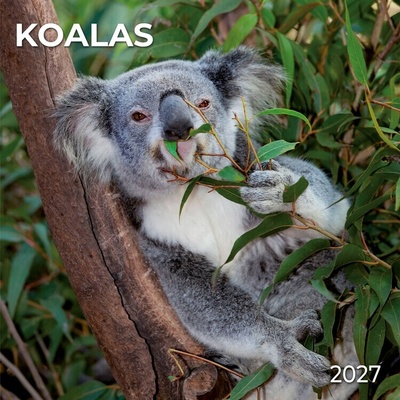 Koalas 2027