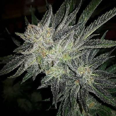 Expert Seeds Gorilla x White Widow semena neobsahují THC 3 ks
