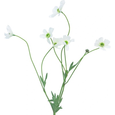 Krásenka - Cosmos bipinatus Dax bilá 69cm