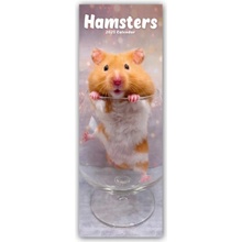 Hamsters Hamster 2025