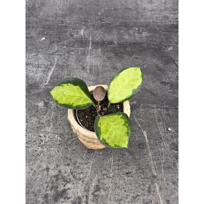 Hoya Australis Trikolor mini