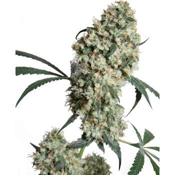 Sensi Seeds Ed Rosenthal Super Bud regular semena neobsahují THC 10 ks