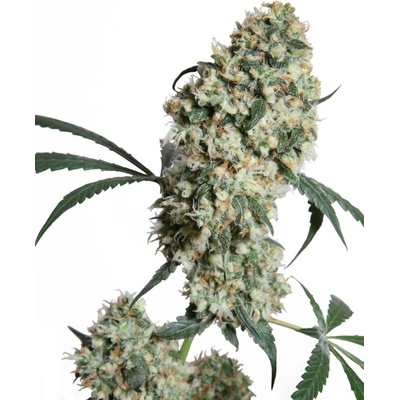 Sensi Seeds Ed Rosenthal Super Bud regular semena neobsahují THC 10 ks