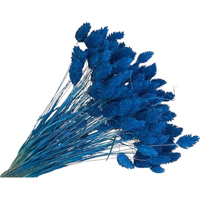 FLOWERIO Sušená tráva Phalaris - Chrastica 80g - modrá
