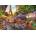 Trefl - Puzzle Premium Plus Tea Time: Flower Market - 1 000 piese