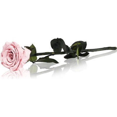 RoseAmor Pink стабилизирана роза стрък 30 см