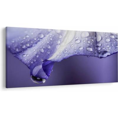 Obraz - Okvetný lístok s kvapkami, jednodielne 250x125 cm