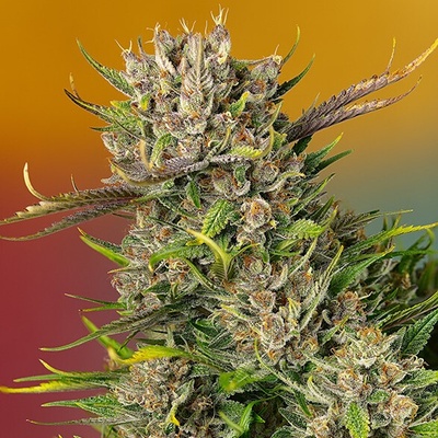 Sweet Seeds Papaya Zoap Auto semienka neobsahujú THC 25 ks