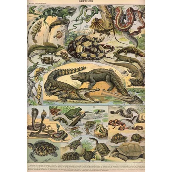 Grafika - Puzzle Illustration from the New Larousse Illustrated: Reptilian - 1 000 piese