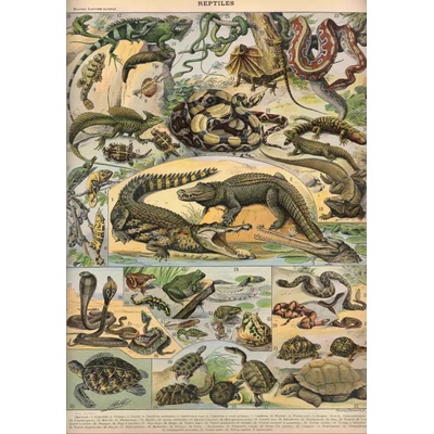 Grafika - Puzzle Illustration from the New Larousse Illustrated: Reptilian - 1 000 piese