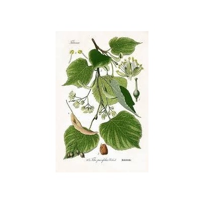 Sedmikráska bylinný sirup Lipa 0,5 l