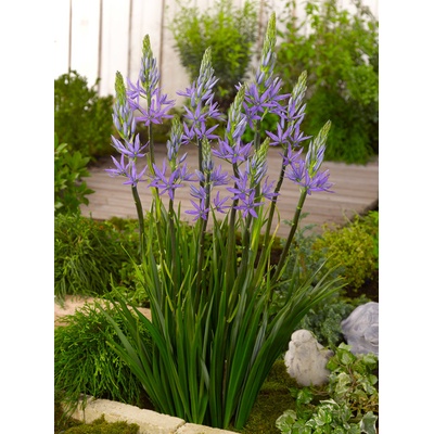 Ladoník 'Caerulea' 3 ks – Zboží Dáma