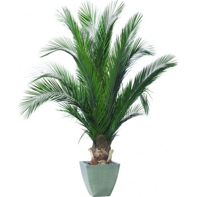 Phoenix palm tree 100 cm