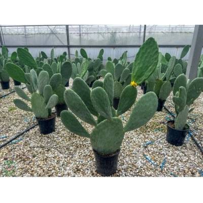 Opuncia figová (Opuntia ficus) ´INDICA´ - výška 40-60 cm, kont. C7L (-5°C)