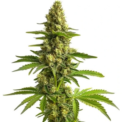 Blimburn Seeds Bruce Banner #3 semienka neobsahujú THC 3 ks