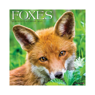 Foxes 12 X 12 Wall 2026