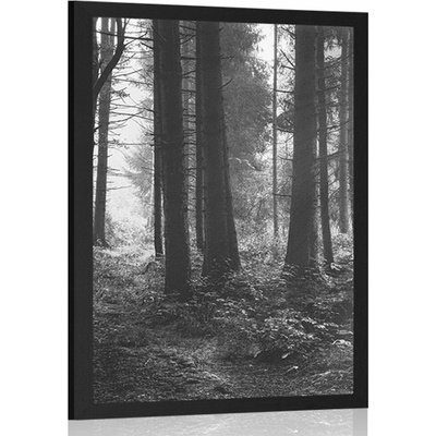 Plakát les zalitý sluncem v černobílém provedení - 30x45 white