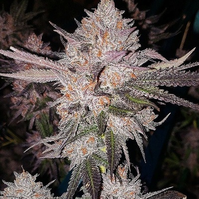 Ethos GenetiC OG Kush Auto semienka neobsahujú THC 5 ks