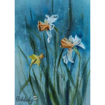 Pohlednice Narcisky