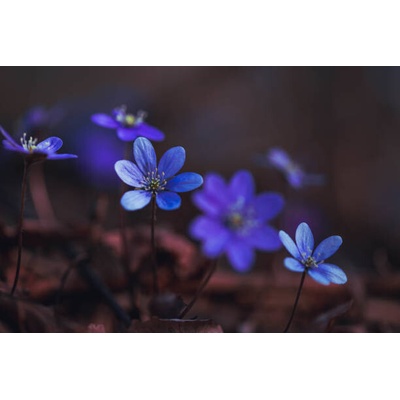 Plakát, Obraz - Blue anemones on the forest floor, Baac3nes, 40 × 26.7 cm