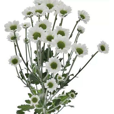 Chryzantéma SAN MADIBA LINDI WHITE 1100g (44g / 1ks)