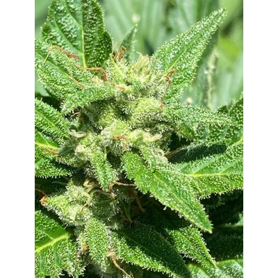 Seedsman Alaskan Diesel semienka neobsahujú THC 5 ks